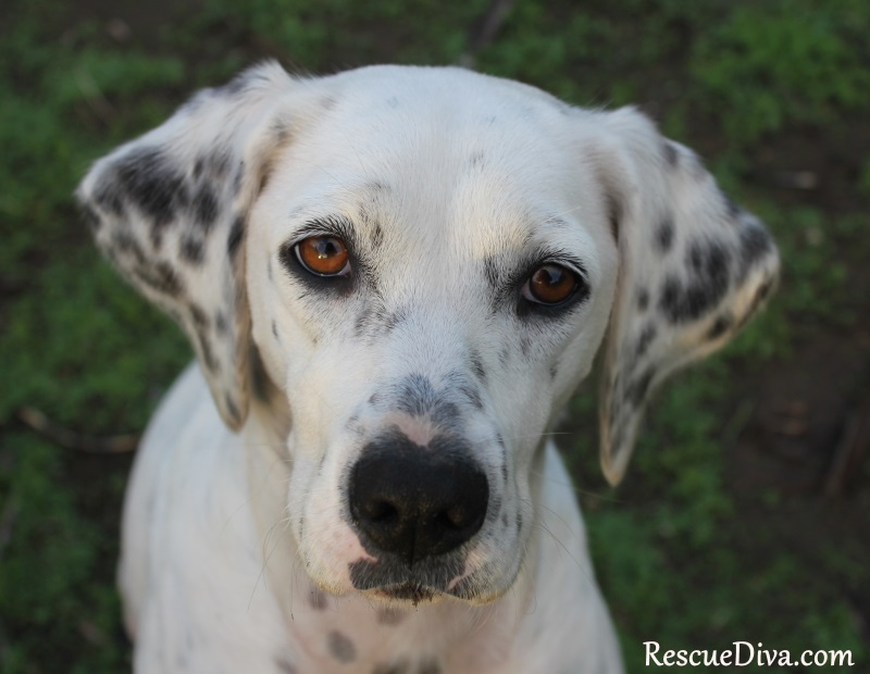 Quick guide to spay and neuter : What to expect before, during, and after your dog’s surgery