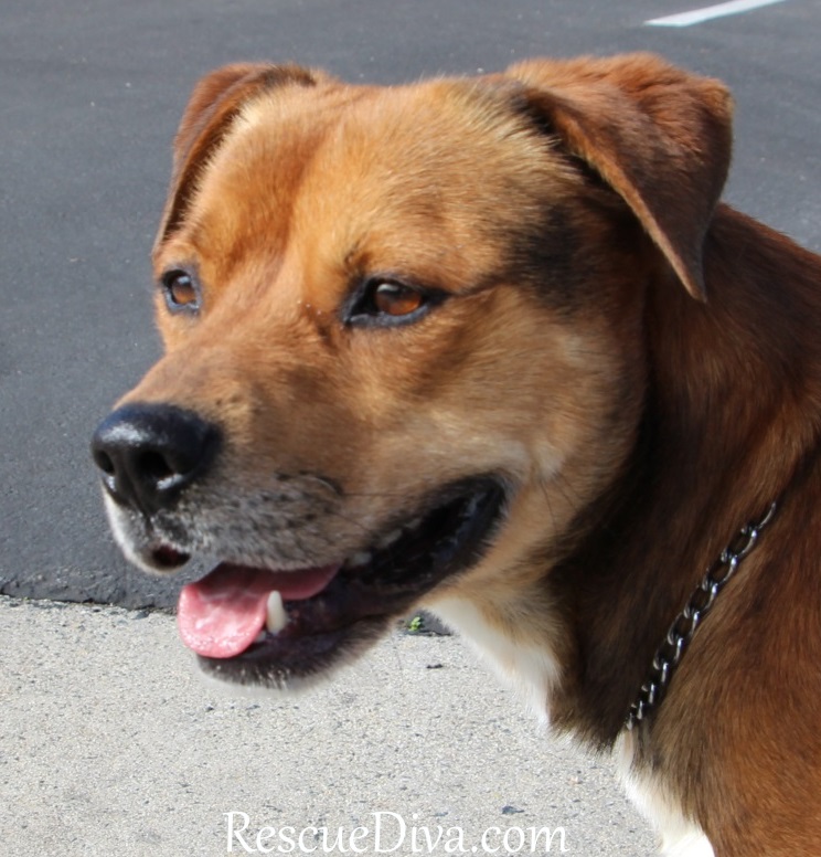 The 70-pound lap dog: Puppy personality in big, burly body seeks more cuddles