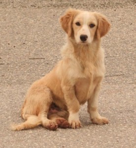 This irresistible puppy will be neutered soon with funds from the 100 Dog Neuter Appeal. He lives with his mom and sister outside a building supply store on a busy highway. Neutering might save his life, making him less likely to roam the dangerous highway in search of a mate. Want to adopt him? Please contact Spicy Stories Save Lives at youradopteddogATyahooDOTcom.