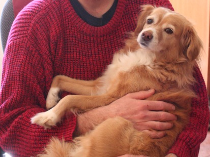 Why does six-month-old foster dog still make potty ‘mistakes’?