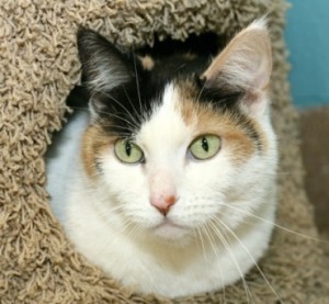 Spicy Adoptable: Puff wants to hug you