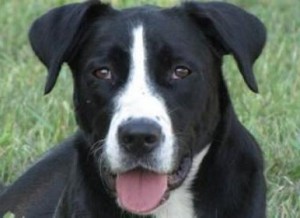 Praying for Paws Bella crop