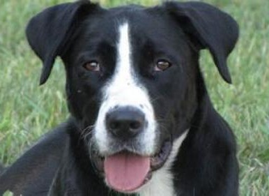 ‘I am called by God’ to help animals, says rescue group founder