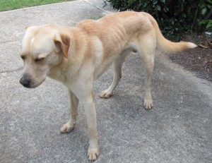 Spicy Story Cover Model: Sweet, playful Ramblin’ Wreck barely escaped being murdered by neighbor