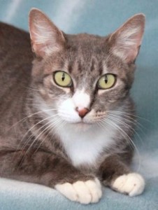 Spicy Adoptable: Blue cream tabby Tosca has a ‘secret, playful, frisky side’