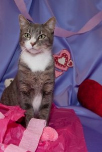 On Valentine's Day, Tosca waited.