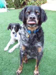 'What do you mean we can't eat chocolate?' / Photo: Trisha Lord St. George