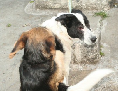 Will there be other dogs' tails to grab in Holland? / Photo: Katerina Lorenzatos Makris