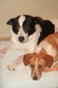 Two other current foster pooches Agapi (L) and Jorja (R) / Photo: Katerina Lorenzatos Makris