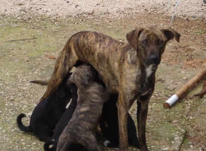 Nightmare: ‘Puppies playing in the middle of the road—what’s going to happen to them?’