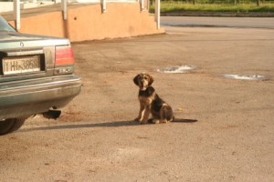 Puppy in the road / Photo: Katerina Lorenzatos Makris
