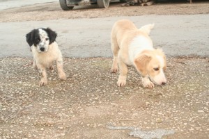 Wagging for cookies / Photo: Katerina Lorenzatos Makris