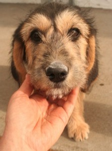 Heart marking on puppy’s face symbolizes her loving nature, waiting to give it all to you