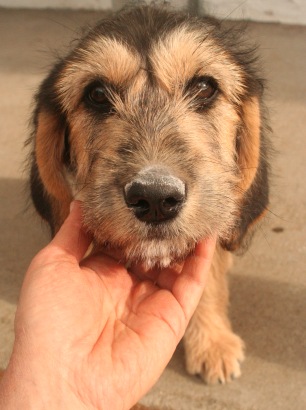 Ipo's cool heart-shaped face marking symbolizes the all the crazy puppy love she's got waiting for you. / Photo: Katerina Lorenzatos Makris