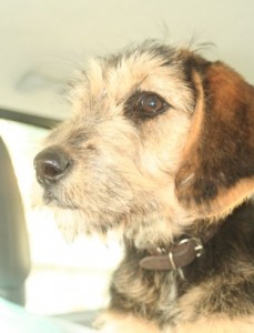 In the car, safe, headed to her foster home with me - the first step toward a bright future