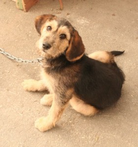 Puppy on a chain freed / Photo: Katerina Lorenzatos Makris