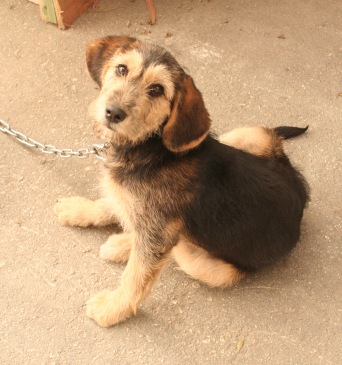 Puppy on a chain will never be chained again