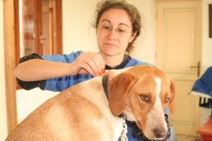 Dr. Amanda Micheletti treats foster pooch Jorja for demodex / Photo: Katerina Lorenzatos Makris