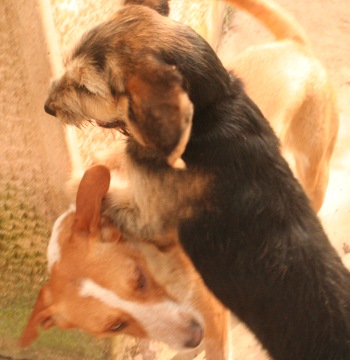 I like jumping on Jorja's head. / Photo: Katerina Lorenzatos Makris