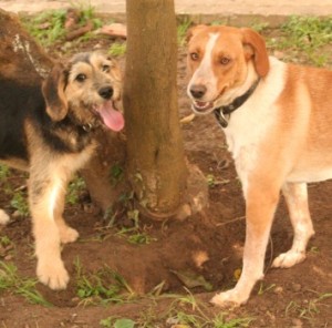 ‘Don’t leave without me!’: Puppy Ipo will follow foster sister Jorja to a new life