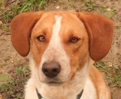 Have tiara, will travel: Greek (canine) princess to emigrate for new throne