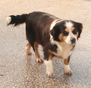 The puppies' mother Vaso, a very sweet and petite lsa