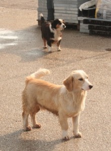 Viktor with Vaso in background