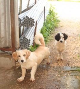 Viktor (L), Violetta (R) - terrified of everyone and everything / Photo: Katerina Lorenzatos Makris