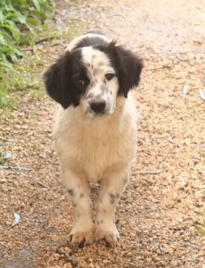 Terrified, abused feral puppy, please let me catch and save you