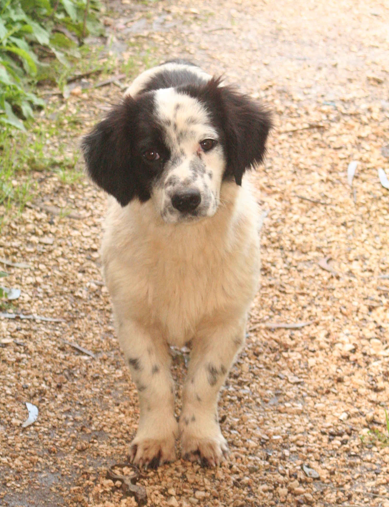 Terrified, abused feral puppy, please let me catch and save you