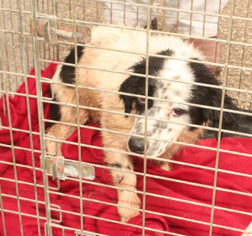 Traumatized puppy Violetta now safe thanks to Greek islanders’ teamwork