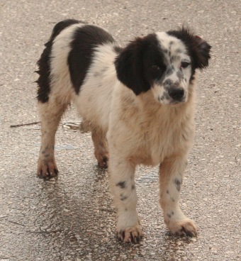 A dog rescuer’s day: Violetta goes missing and Jorja eats the car
