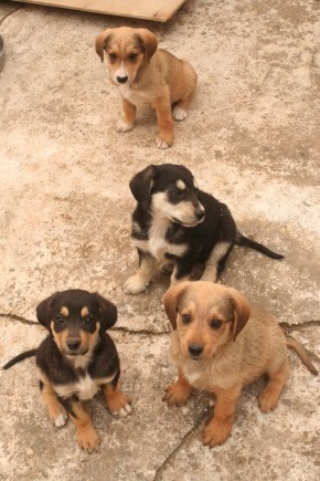 My Greek Alphabet Puppies - all four of their sweet little selves