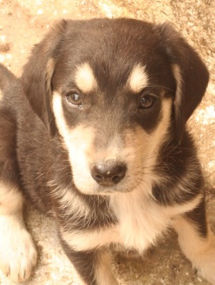 Holland rocks! Alphabet Puppies will soon follow Jorja and Ipo to new Dutch lives
