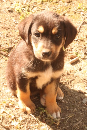 Delta, smallest in size but not in heart / Photo: Katerina Lorenzatos Makris