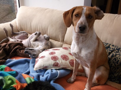Granger (formerly named Jorja) hangs out on the sofa in her new home / Photo: Katerina Lorenzatos Makris