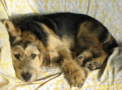 Ipo making herself at home... in her new ome!