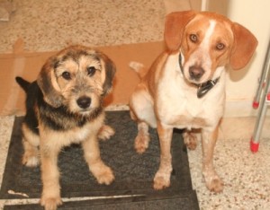 Rescued dogs Jorja and Ipo headed to bright new lives in the Netherlands tonight