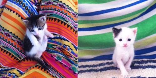 Trash to treasure: Adorable kittens found in rubbish bin are tiny but can fill your heart