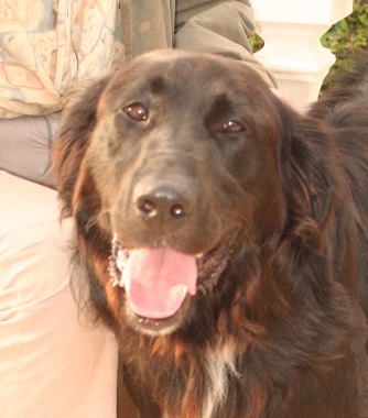 Big, black, beautiful, and homeless: Sweet dog’s sad luck finally turns