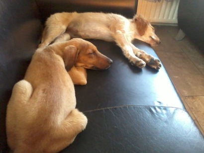 Cherri and Solomon snooze on Jennifer van der Schoor's sofa (which by some miracle they have not yet eaten) Photo: Jennifer van der Schoor