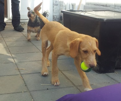 Frederike plays in the loving foster home of Jill Cornelius in the Netherlands / Photo: Jill Cornelius