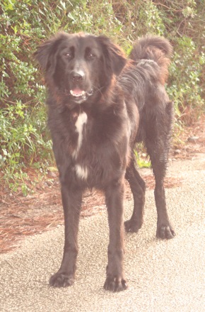 A great day in animal rescue: Sweet street dog Thanassis plus two pups fly to new lives in Holland