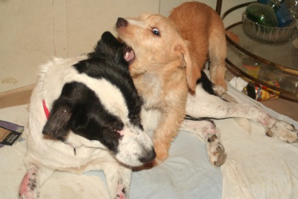 Ferocious me attacking Agapi. He didn't stand a chance. Photo: Katerina Lorenzatos Makris