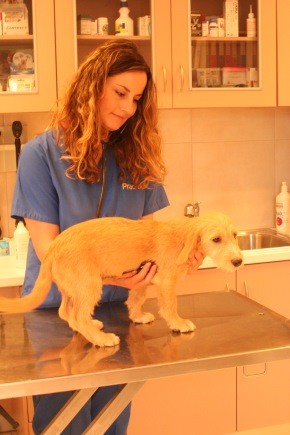 Me with a very pretty lady who also happens to be a veterinarian, Dr. Spiridoula Vavasi. I'm pretty sure she fell in love with me too. Photo: Katerina Lorenzatos Makris