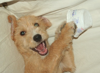 Adorable puppy dumped on the streets now ready to give you laughs and love