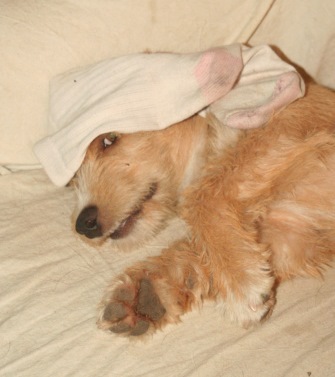 Do you like putting toys - especially socks - on your head? I do. You should try it. Photo: Katerina Lorenzatos Makris