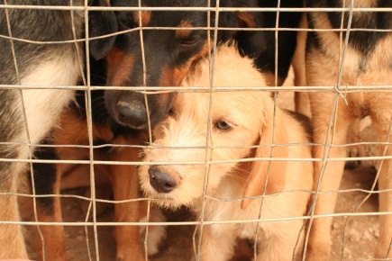 Me under a bunch of big dogs at Animal Rescue Kefalonia (ARK)