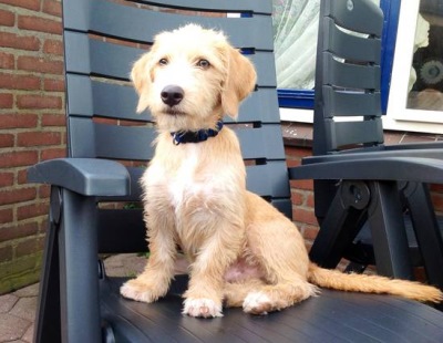 In my foster home in the Netherlands / Photo: Mirtos Animal Project