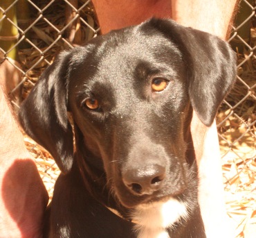 New immigrant Julia, former resident of Animal Rescue Kefalonia (ARK) shelter / Photo: Katerina Lorenzatos Makris